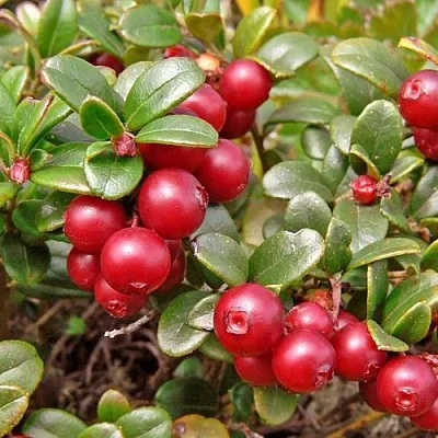 Брусника садовая АМЕРЛАНД  Брусника садовая АМЕРЛАНД в Санкт-Петербурге