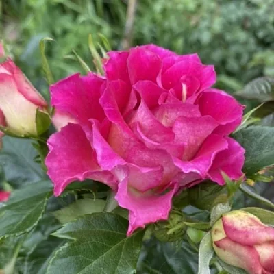 Саженцы роз БРЕРА флорибунда  Саженцы роз БРЕРА флорибунда в Санкт-Петербурге