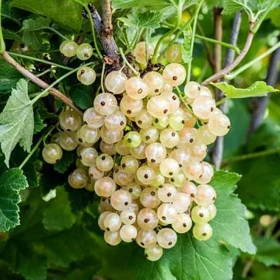 Смородина белая БЕЛАЯ ПОТАПЕНКО  Смородина белая БЕЛАЯ ПОТАПЕНКО в Санкт-Петербурге