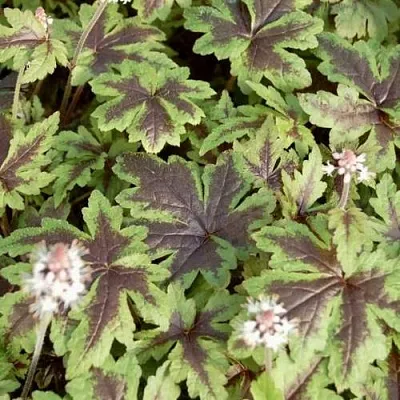 Гейхера ШУГА ЭНД СПАЙС  Гейхера ШУГА ЭНД СПАЙС в Санкт-Петербурге