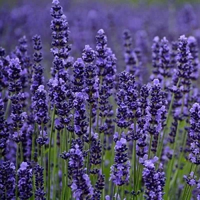 Лаванда МАНСТЕД узколистная  Лаванда МАНСТЕД узколистная в Санкт-Петербурге