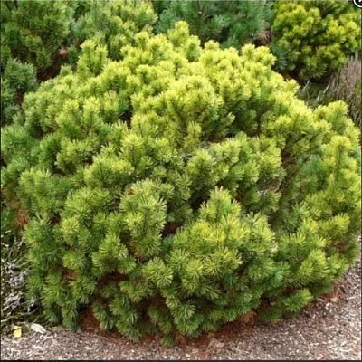 Ель ДАНС ДВАРФ обыкновення  Ель ДАНС ДВАРФ обыкновення в Санкт-Петербурге