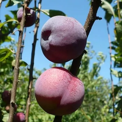 Плумкот ВЕЙ ВОНГ  Плумкот ВЕЙ ВОНГ в Санкт-Петербурге
