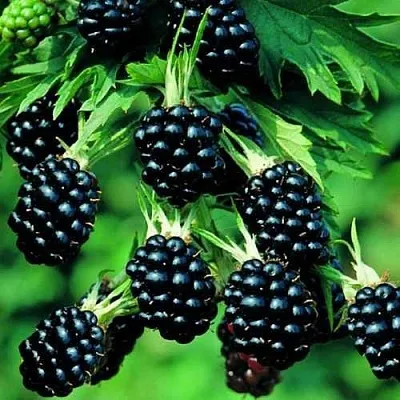 Ежевика КИТАНИНИ бесшипная  Ежевика КИТАНИНИ бесшипная в Санкт-Петербурге