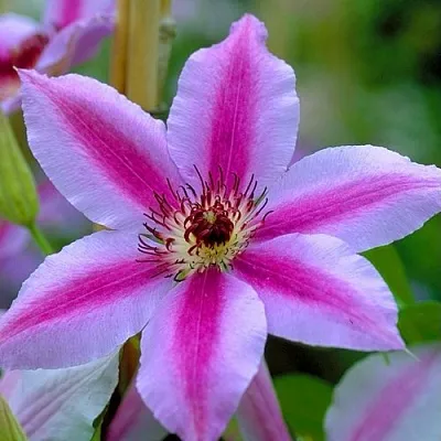 Клематис НЕЛЛИ МОЗЕР  Клематис НЕЛЛИ МОЗЕР в Санкт-Петербурге