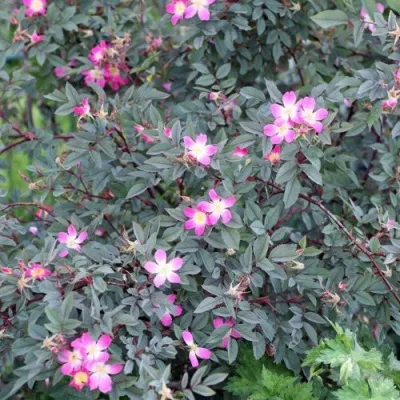 Саженцы роз сизая — описание сорта Саженцы роз сизая в Санкт-Петербурге