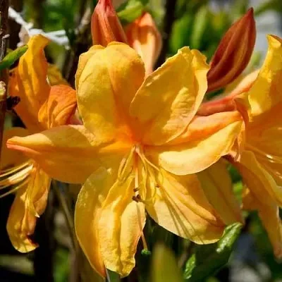 Азалия ГОЛДЕН ЛАЙТС листопадная  Азалия ГОЛДЕН ЛАЙТС листопадная в Санкт-Петербурге