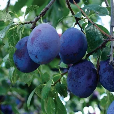 Слива ЭМПРЕСС  Слива ЭМПРЕСС в Санкт-Петербурге