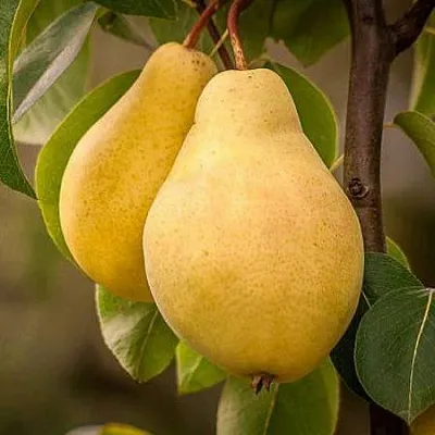 Осенние сорта  Осенние сорта в Санкт-Петербурге