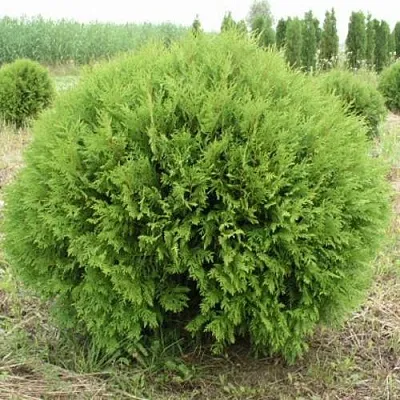 Туя ГЛОБОЗА западная  Туя ГЛОБОЗА западная в Санкт-Петербурге