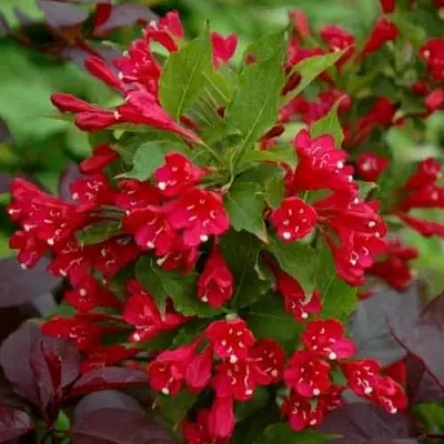 Вейгела РЕД ПРИНЦ  Вейгела РЕД ПРИНЦ в Санкт-Петербурге