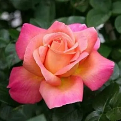 Саженцы роз ЧИКАГО ПИС чайно-гибридная — описание сорта Саженцы роз ЧИКАГО ПИС чайно-гибридная в Санкт-Петербурге