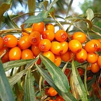 Облепиха БОТАНИЧЕСКАЯ  Облепиха БОТАНИЧЕСКАЯ в Санкт-Петербурге