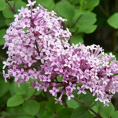 Сирень ПАЛИБИН   Сирень ПАЛИБИН  в Санкт-Петербурге