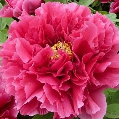 Пион КОРОЛЕВСКИЙ ЦВЕТОК древовидный  Пион КОРОЛЕВСКИЙ ЦВЕТОК древовидный в Санкт-Петербурге