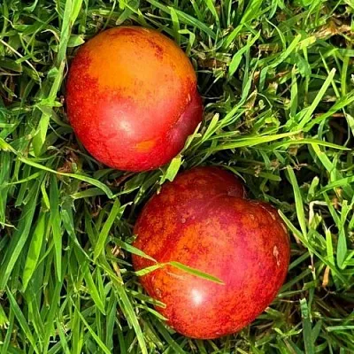 Шарафуга НЕКТАРИННАЯ  Шарафуга НЕКТАРИННАЯ в Санкт-Петербурге