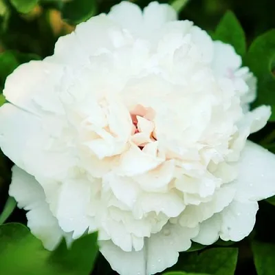 Пион СНЕЖНАЯ КРЕПОСТЬ древовидный  Пион СНЕЖНАЯ КРЕПОСТЬ древовидный в Санкт-Петербурге