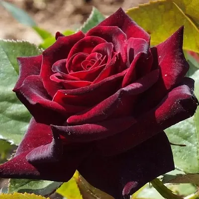 Саженцы роз БЛЭК БАККАРА чайно-гибридная  Саженцы роз БЛЭК БАККАРА чайно-гибридная в Санкт-Петербурге