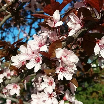 Слива ВУДИ растопыренная  Слива ВУДИ растопыренная в Санкт-Петербурге