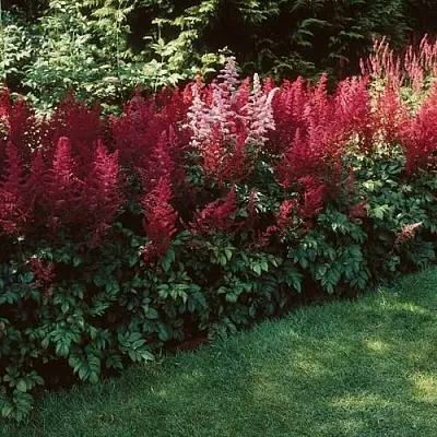 Астильба ГРАНАТ Арендса в Санкт-Петербурге
