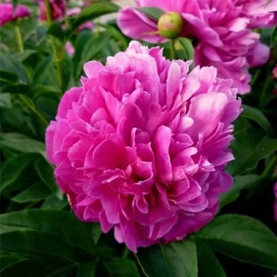 Пион ФЕЛИКС КРАУССЕ травянистый  Пион ФЕЛИКС КРАУССЕ травянистый в Санкт-Петербурге