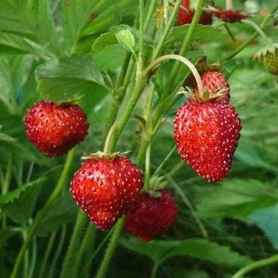 Земляника АЛЬПИЙСКАЯ  Земляника АЛЬПИЙСКАЯ в Санкт-Петербурге