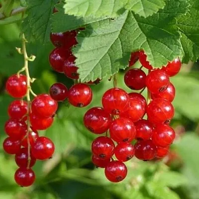 Смородина красная РОНДОМ  Смородина красная РОНДОМ в Санкт-Петербурге