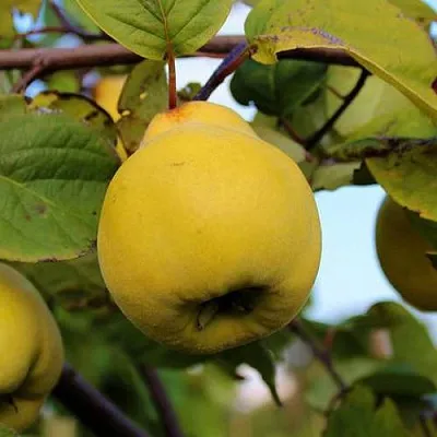 саженцы айвы саженцы айвы