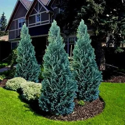 Кипарисовик ВАН ПЕЛЬТС БЛЮ лавсона  Кипарисовик ВАН ПЕЛЬТС БЛЮ лавсона в Санкт-Петербурге