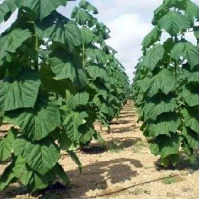 Павлония ПАО ТОГН Z07 — описание сорта Павлония ПАО ТОГН Z07 в Санкт-Петербурге