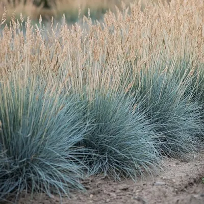 Овсяница АЙСФОГЕЛЬ сизая  Овсяница АЙСФОГЕЛЬ сизая в Санкт-Петербурге