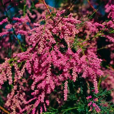 Тамарикс  Тамарикс в Санкт-Петербурге