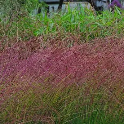 Овсянница АМЕТИСТОВАЯ  Овсянница АМЕТИСТОВАЯ в Санкт-Петербурге