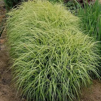 Осока ВАРИЕГАТА пальмолистная  Осока ВАРИЕГАТА пальмолистная в Санкт-Петербурге