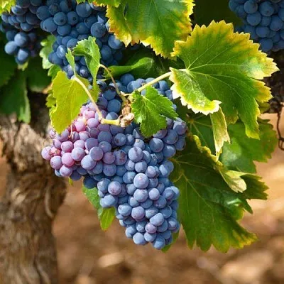 Виноград ЗИЛГА  Виноград ЗИЛГА в Санкт-Петербурге