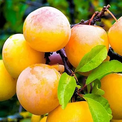 Слива МИНСКАЯ  Слива МИНСКАЯ в Санкт-Петербурге