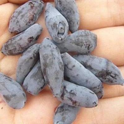 Жимолость съедобная ЧУЛЫМСКАЯ  Жимолость съедобная ЧУЛЫМСКАЯ в Санкт-Петербурге