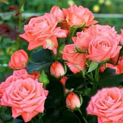 Саженцы роз БАРБАДОС спрей  Саженцы роз БАРБАДОС спрей в Санкт-Петербурге