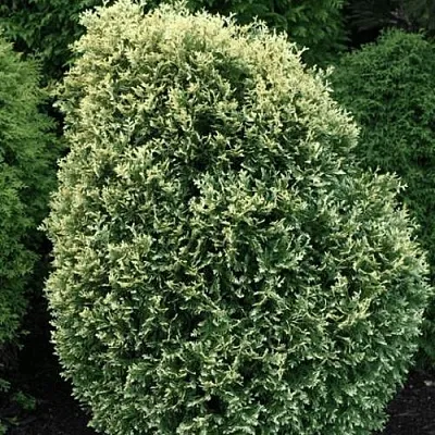 Туя ЛИТОМИШИЛ западная  Туя ЛИТОМИШИЛ западная в Санкт-Петербурге