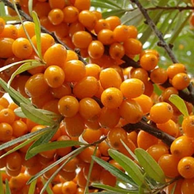 Облепиха ВИТАМИННАЯ  Облепиха ВИТАМИННАЯ в Санкт-Петербурге