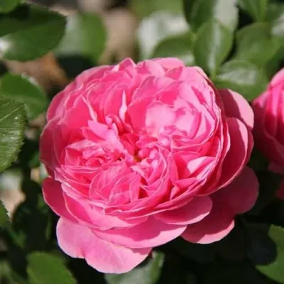 Саженцы роз ЛЕОНАРДО ДА ВИНЧИ флорибунда — описание сорта Саженцы роз ЛЕОНАРДО ДА ВИНЧИ флорибунда в Санкт-Петербурге