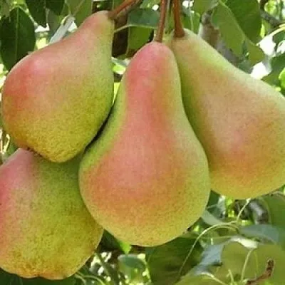 Груша ЛЕСНАЯ КРАСАВИЦА  Груша ЛЕСНАЯ КРАСАВИЦА в Санкт-Петербурге