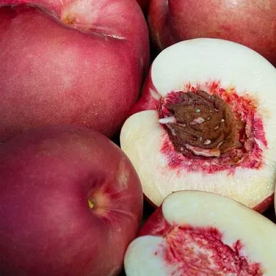 НЕКТАПЛЮМ  НЕКТАПЛЮМ в Санкт-Петербурге