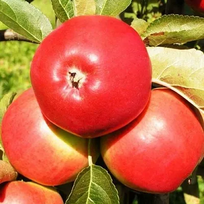 Яблоня СЯБРЫНА в Санкт-Петербурге