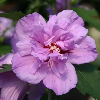 Гибискус АРДЕНС сирийский  Гибискус АРДЕНС сирийский в Санкт-Петербурге