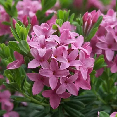 Волчеягодник КОЛЛИНА ГАРАЛЕНС  Волчеягодник КОЛЛИНА ГАРАЛЕНС в Санкт-Петербурге