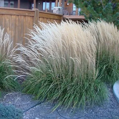 Вейник КАРЛ ФОРСТЕР остроцветковый  Вейник КАРЛ ФОРСТЕР остроцветковый в Санкт-Петербурге