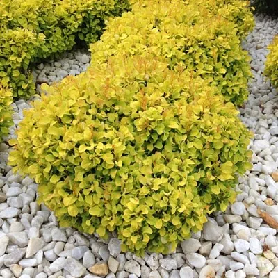 Барбарис БОНАНЗА ГОЛД тунберга в Санкт-Петербурге