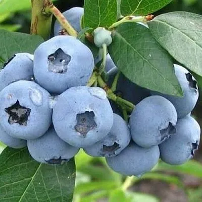 Голубика БЛЮЭТТА  Голубика БЛЮЭТТА в Санкт-Петербурге