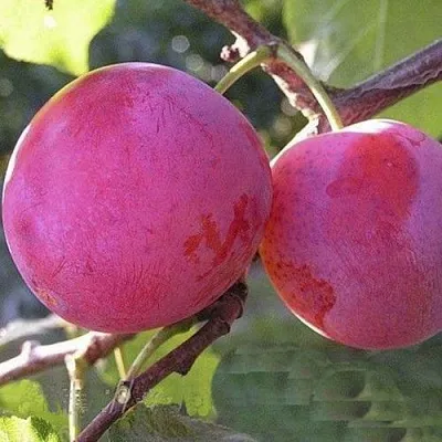 Слива ДЕЛИКАТНАЯ  Слива ДЕЛИКАТНАЯ в Санкт-Петербурге